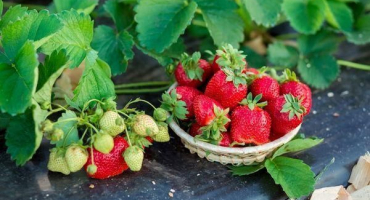 Seznam nejlepších fungicidů pro ošetření jahod a jahod